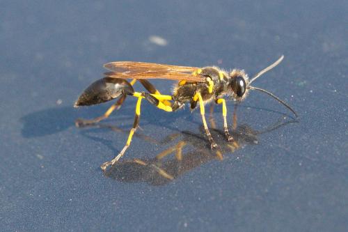 Sceliphron madraspatanum tubifex